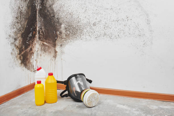 Attic Mold Removal in Lakeland Village, CA