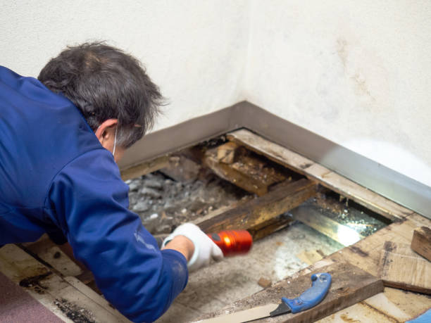 Best Crawl Space Mold Removal  in Lakeland Village, CA