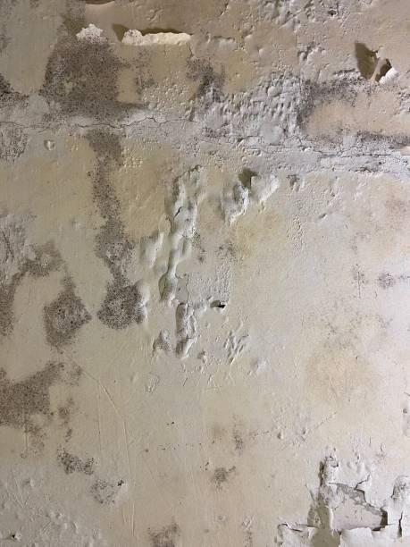 Best Mold Damage Repair  in Lakeland Village, CA