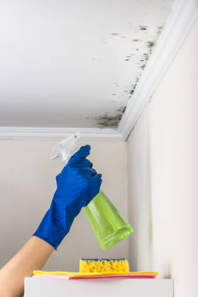 Best Toxic Mold Removal  in Lakeland Village, CA